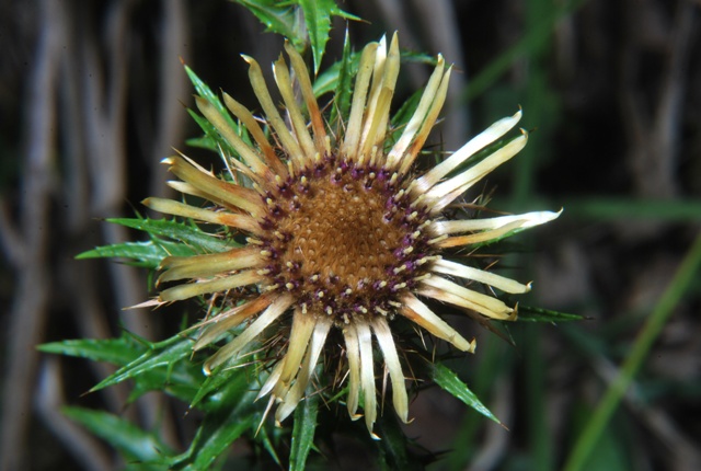 Carlina vulgaris